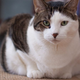 Illustration for article titled House Cat Announces Plans To Just Sit There For 46 Minutes